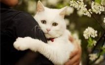 Фелинотерапия: как кошки исцеляют болезни своих хозяев?