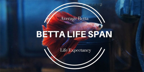 Average Betta Fish Life Span