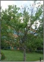 Figure 2. Maple tree infested with gloomy scale.