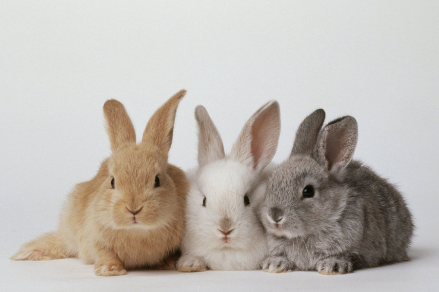 Три разноцветных кролика