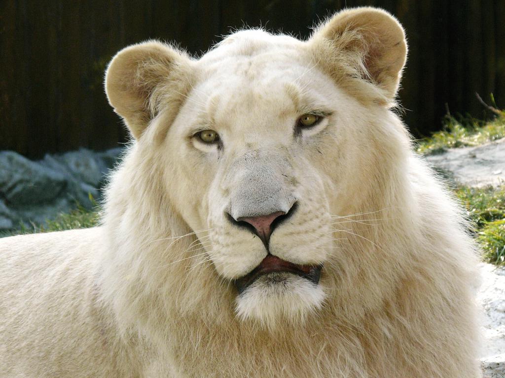 Изредка львы бывают белыми