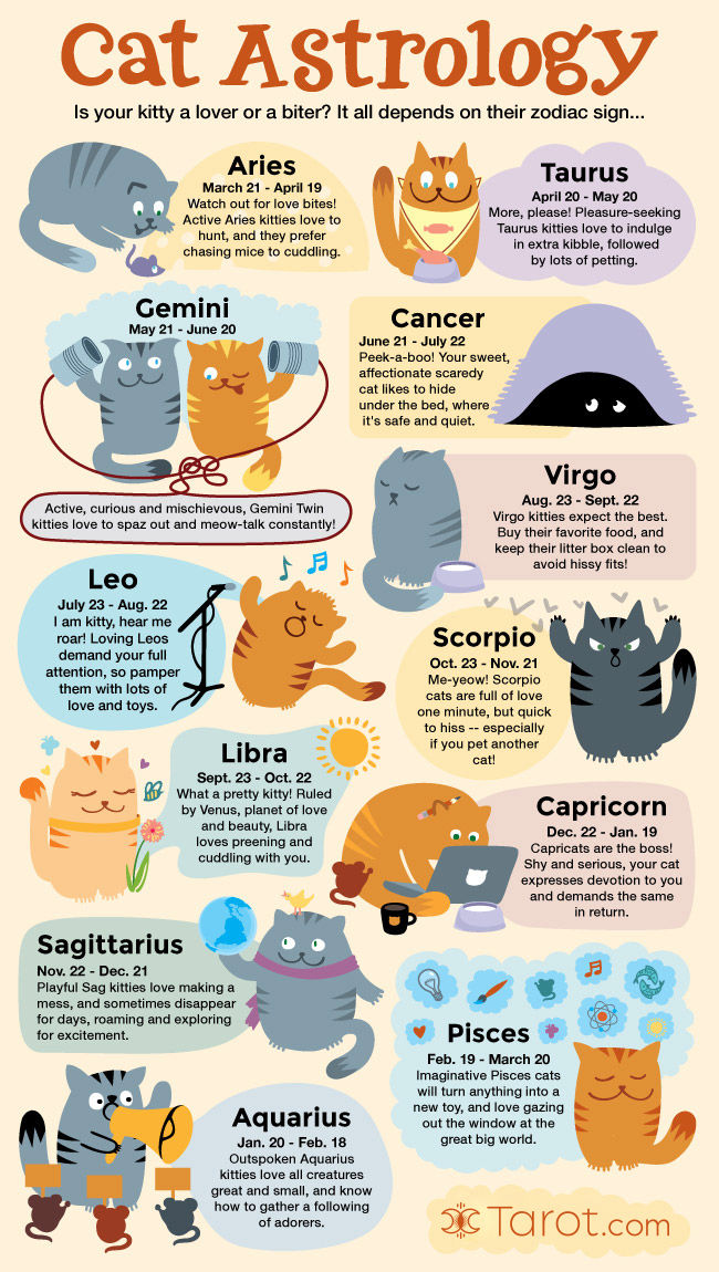 cat astrology