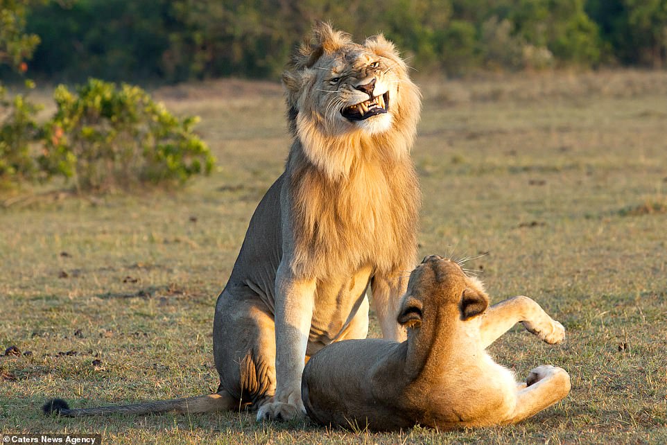 A grin or perhaps a grimace as the lion prepares to mate with the lioness in the soft evening sunset light of the Maas