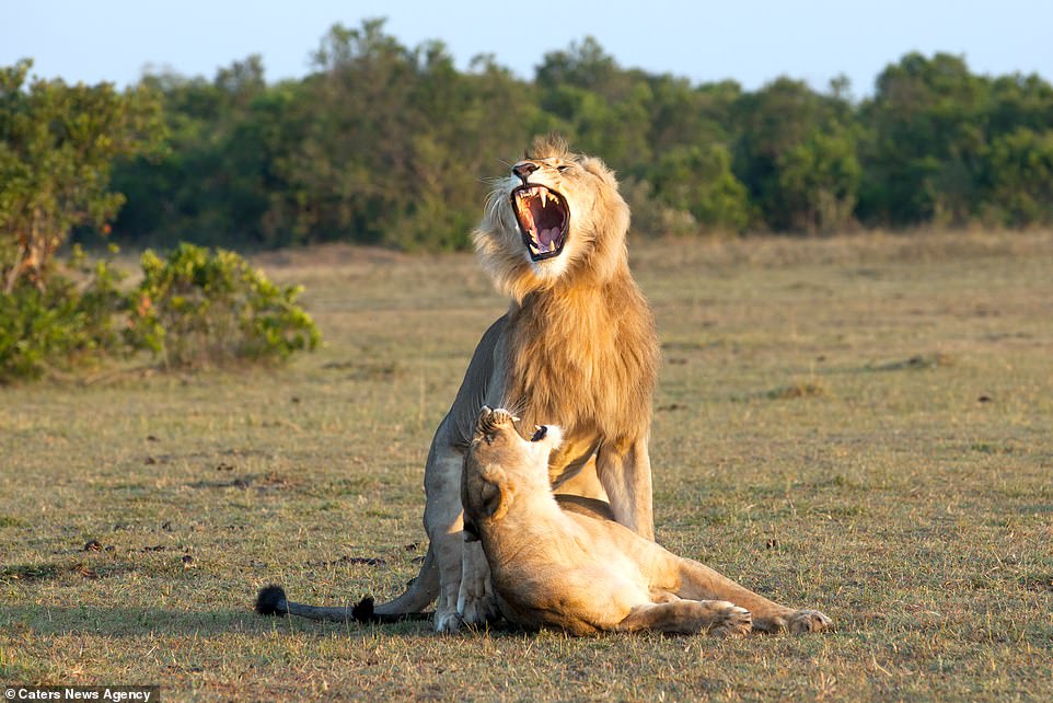The lion roars and the female roars back at him as he prepares to mount; when lionesses are ready to mate they will raise their tails and stimulate males by rubbing or crawling at their feet