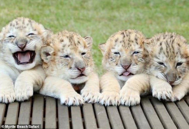 Apollo and his three brothers (pictured) became the first white ligers in the world when they were born in December 2013