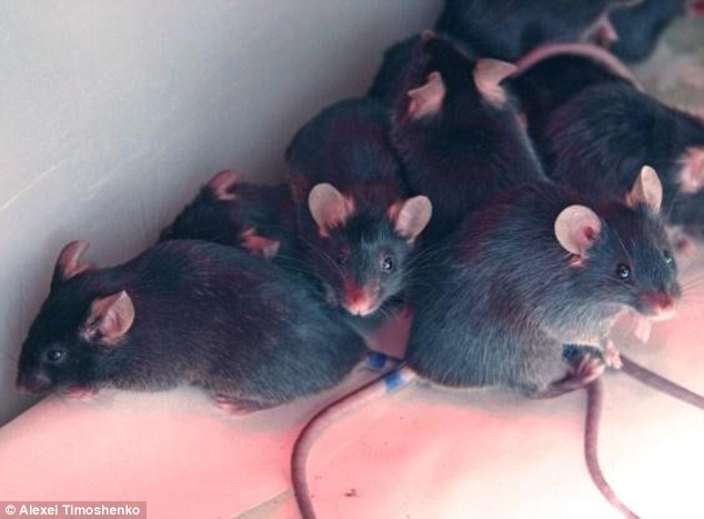 The experts looked at the changes that occurred in the brains of mice (pictured) demonstrating aggressive behaviour, such as attacking others and winning in fights. After a win, dominating mice became even more aggressive. At the same time, new neurons were detected in their brain