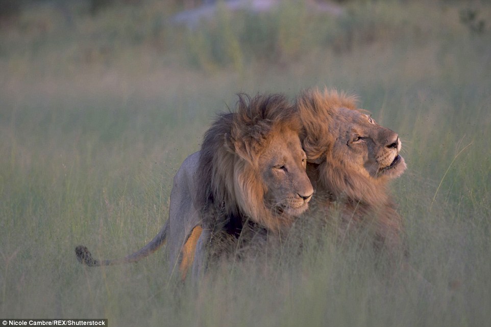 Gay pride: A series of pictures captured the moment two male lions in an African safari park apparently trying to mate