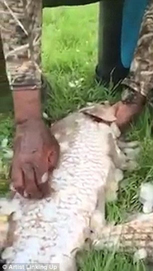 At one point in the video the fish is seen flipping its tail, causing viewers to call the technique cruel