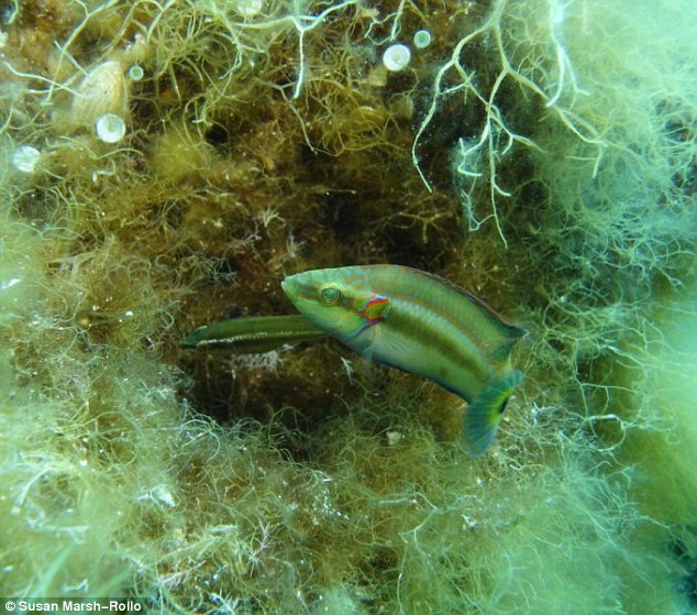 Researchers in California found that female ocellated wrasse, which inhabit the warm waters of the Mediterranean, are able to select the best fathers by chemically influencing the fitness of sperm. Pictured is a nesting male with a female in his nest