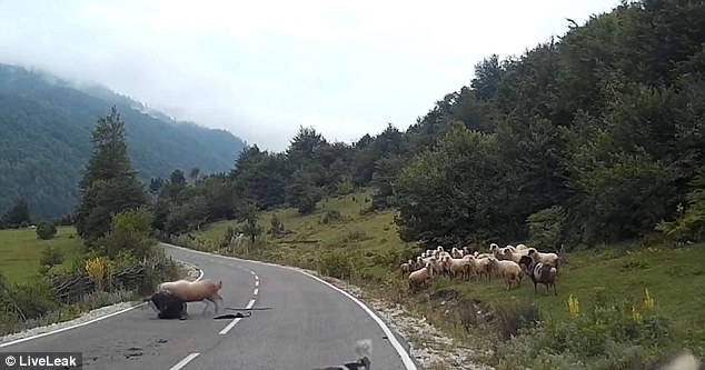 The shepherd manages to get to her knees but makes the mistake of turning her back on the sheep before being hit again