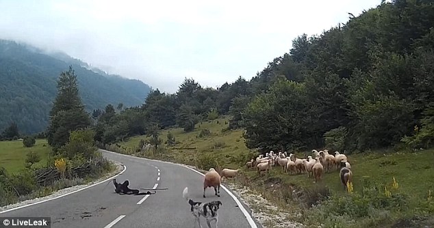A particularly large sheep rams the woman in the back and leaves her sprawled in the middle of the road while her dogs are distracted
