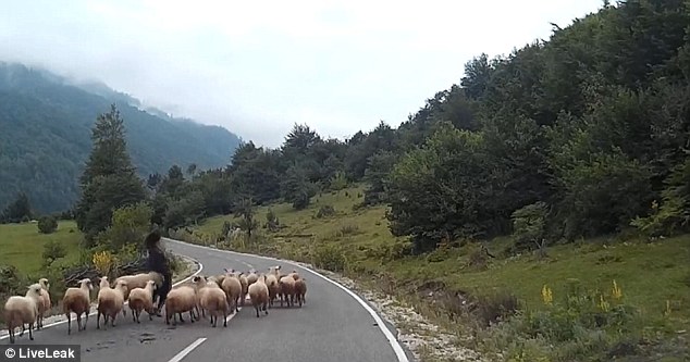 This is the moment a German shepherd was rammed to the floor by her herd after a car approached and startled them