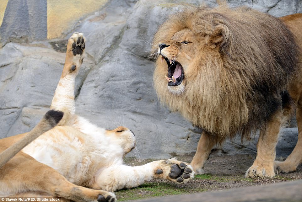 The two lions, named Leon and Ronja, were seen grimacing at one another in their exhibit in Usti nad Labem Zoo in northeast Czech Republic