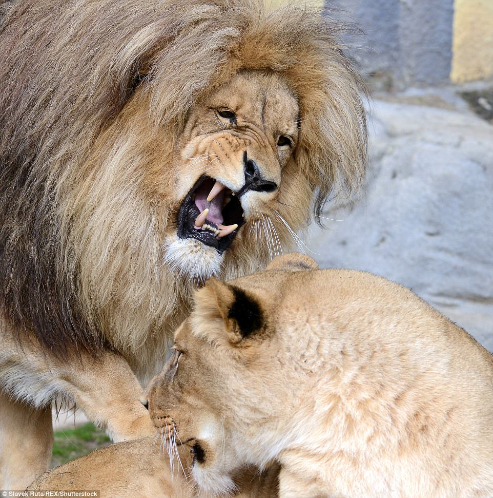 The Congolese lions came to the zoo from Halle, Germany, in 2005, and have since become a favorite exhibit among visitors