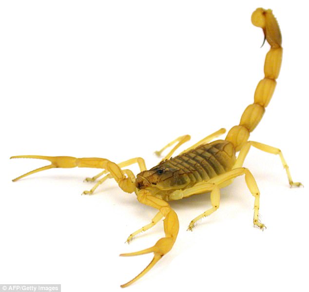 The venom of a deathstalker scorpion is highly dangerous for adults, and potentially lethal for children, but has been a valuable avenue for drug research. It has a no-nonsense trajectory, moving straight towards its target before flicking upward (stock)