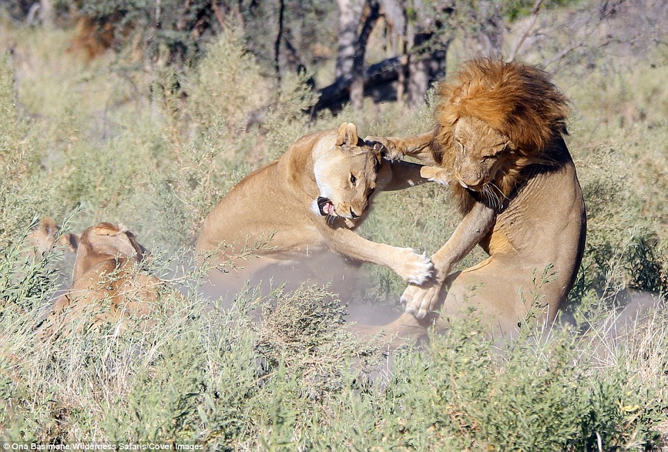 As soon as the females saw his mane appearing through the undergrowth they got up and charged at him, with one lioness tacking him in mid-air as this photograph shows