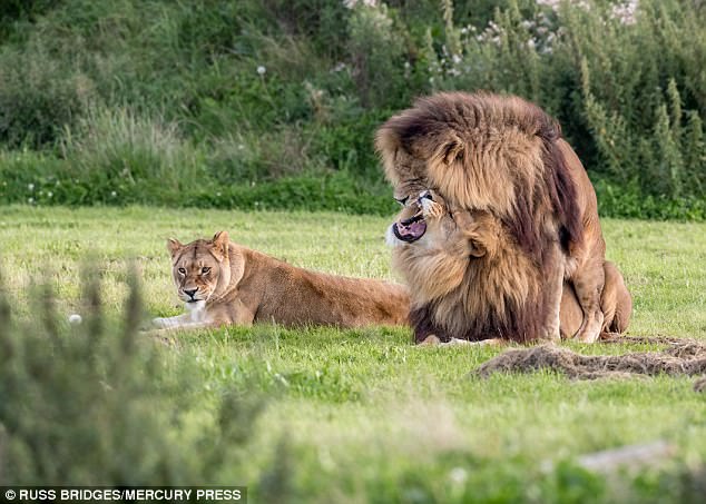 Amateur wildlife photographer Russ Bridges captured the spectacle at the Yorkshire Wildlife Park in Doncaster