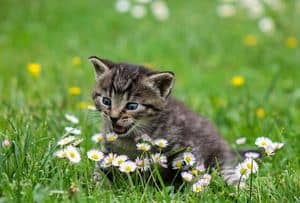 a picture of a cat on the grass between a daisies