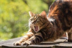 picture of a cat stretching