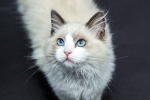 White cat with blue eyes isolated on dark background