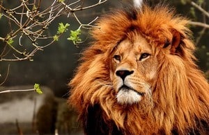 Picture of orange lion
