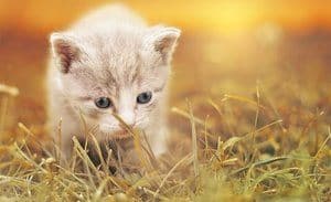 white kitten in the grass