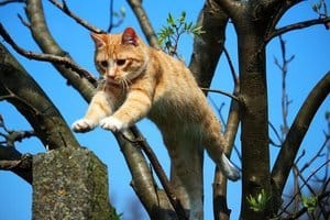 an orange cat jumps from a tree