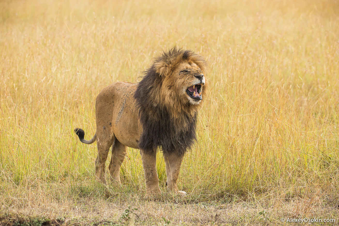 kenya-predators-ao, aug.2015-10.jpg