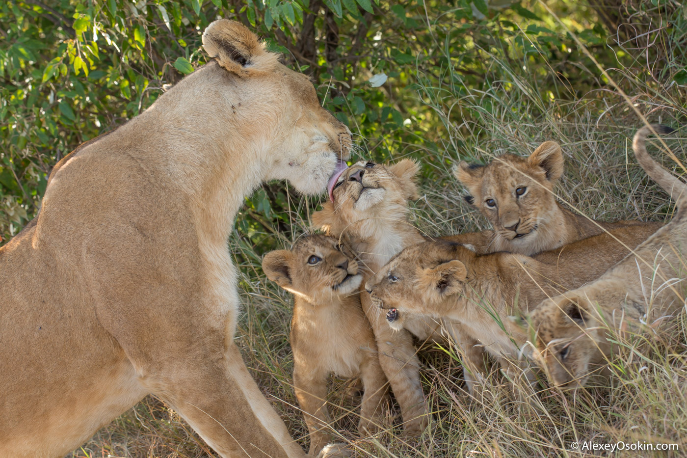 Lions2__kenya, mar.2016_ao-2.jpg