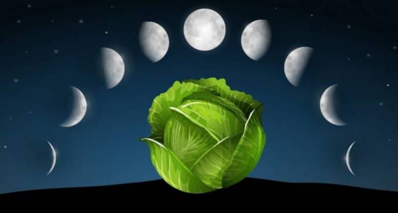 Лунный посевной календарь на 2020 год: таблица, фазы Луны Полнолуние и Новолуние