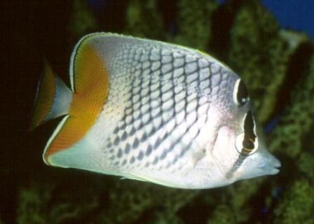 Pearl Scale Butterflyfish