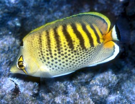 Spot Banded Butterflyfish