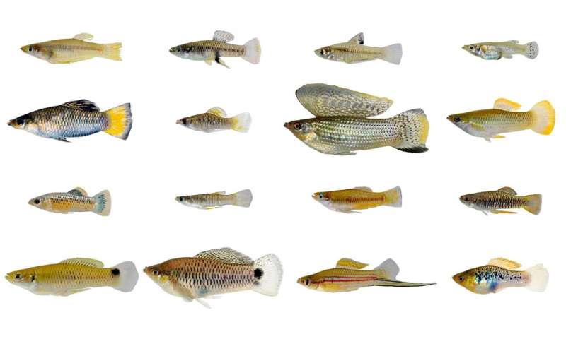 A tale of two fishes: Biologists find male, female live-bearing fish evolve differently