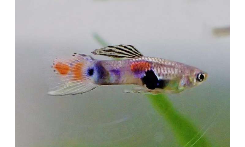 Sexual harassment in the fish world—male guppies suffer most