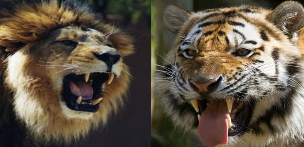African Lion Vs Siberian Tiger Comparison