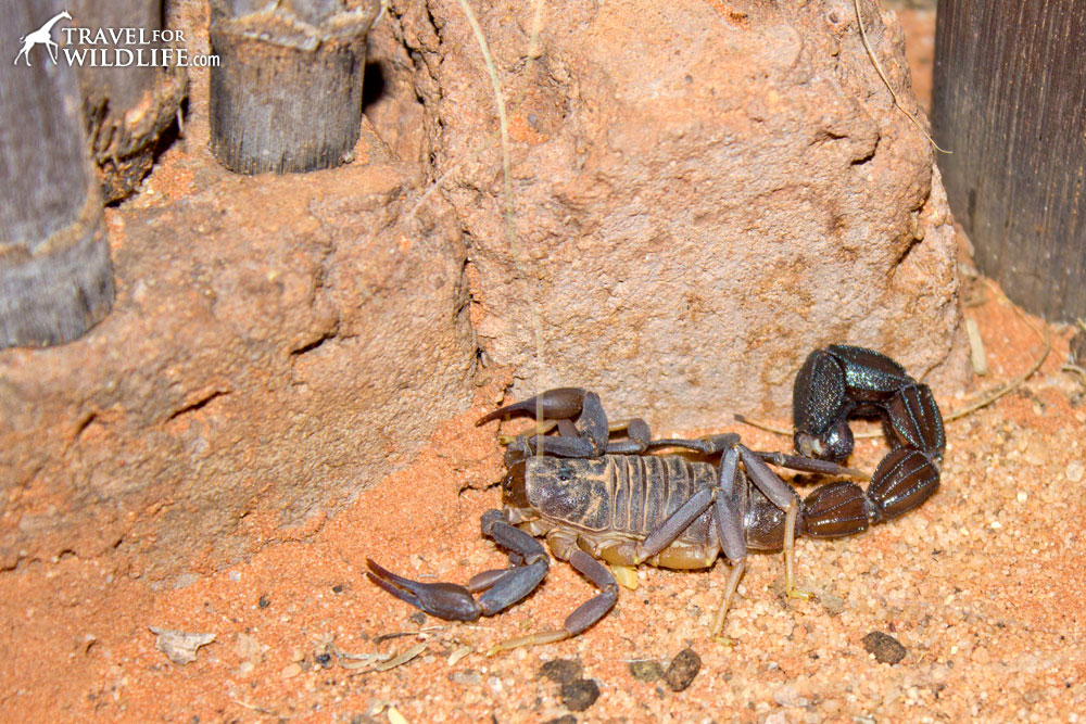 Fattail scorpion in the Kalahari desert
