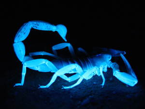 Женщина-скорпион: характеристика 