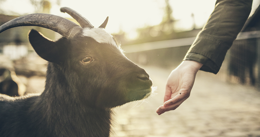 Зачем стягивают козе рога: Козе стягивают рога – зачем это делают веревкой